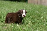 BORDER COLLIE 1309